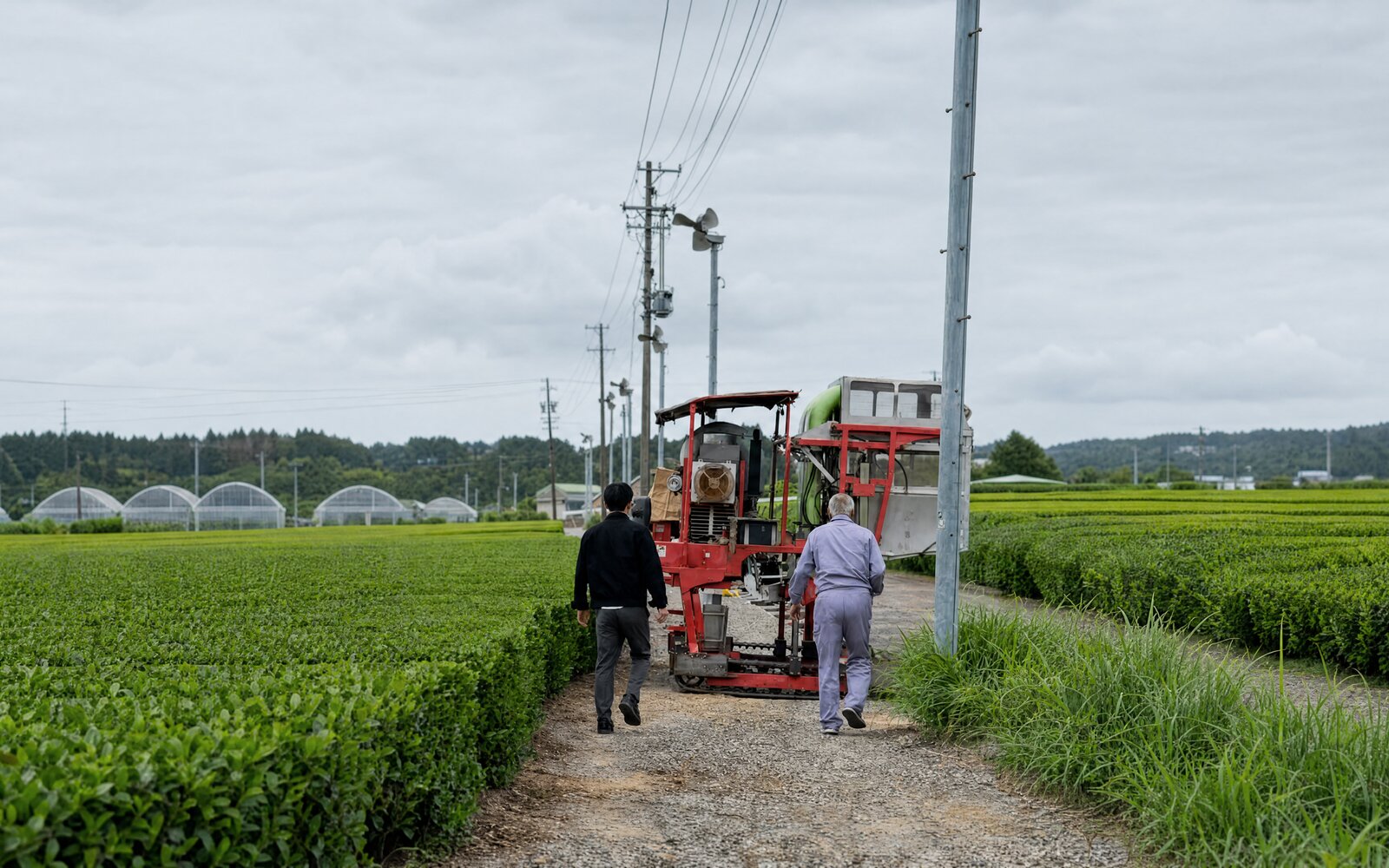 Growers walking a tea field beside a harvester in Japan